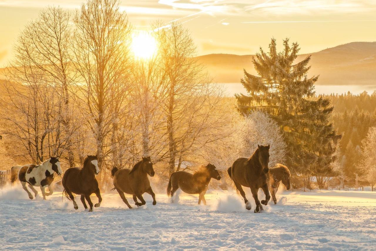 Landhotel Zum Matthiasl Bischofsreut Екстериор снимка